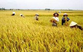 Quảng Nam: Sản lượng lúa tăng cao
